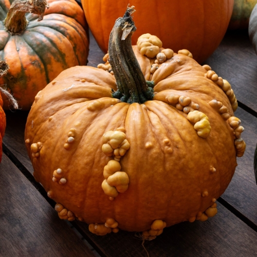 calabaza